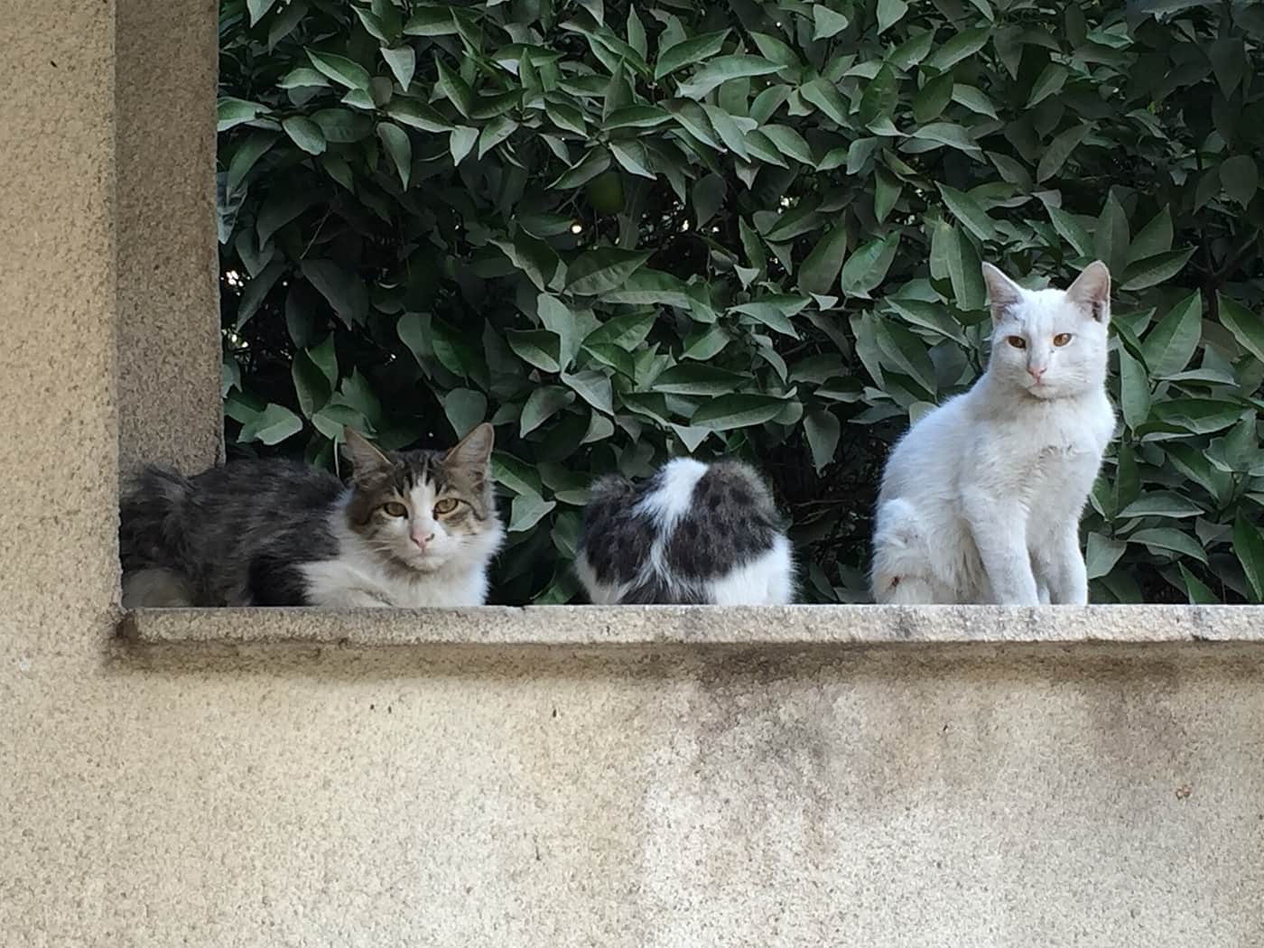 Three cats sitting along a wall